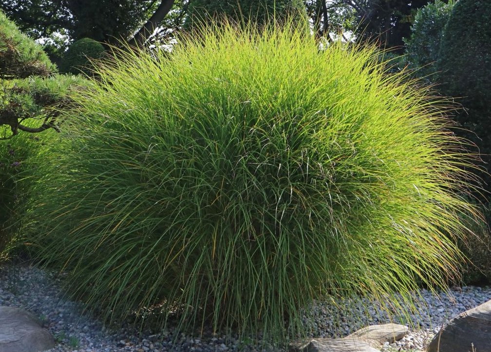ozdobnica čínska
